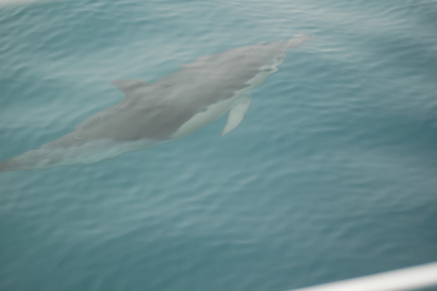 214   30 01   Kaikoura